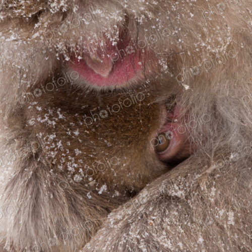 Japanese Macaques in the cold and snowo on Honshu island.