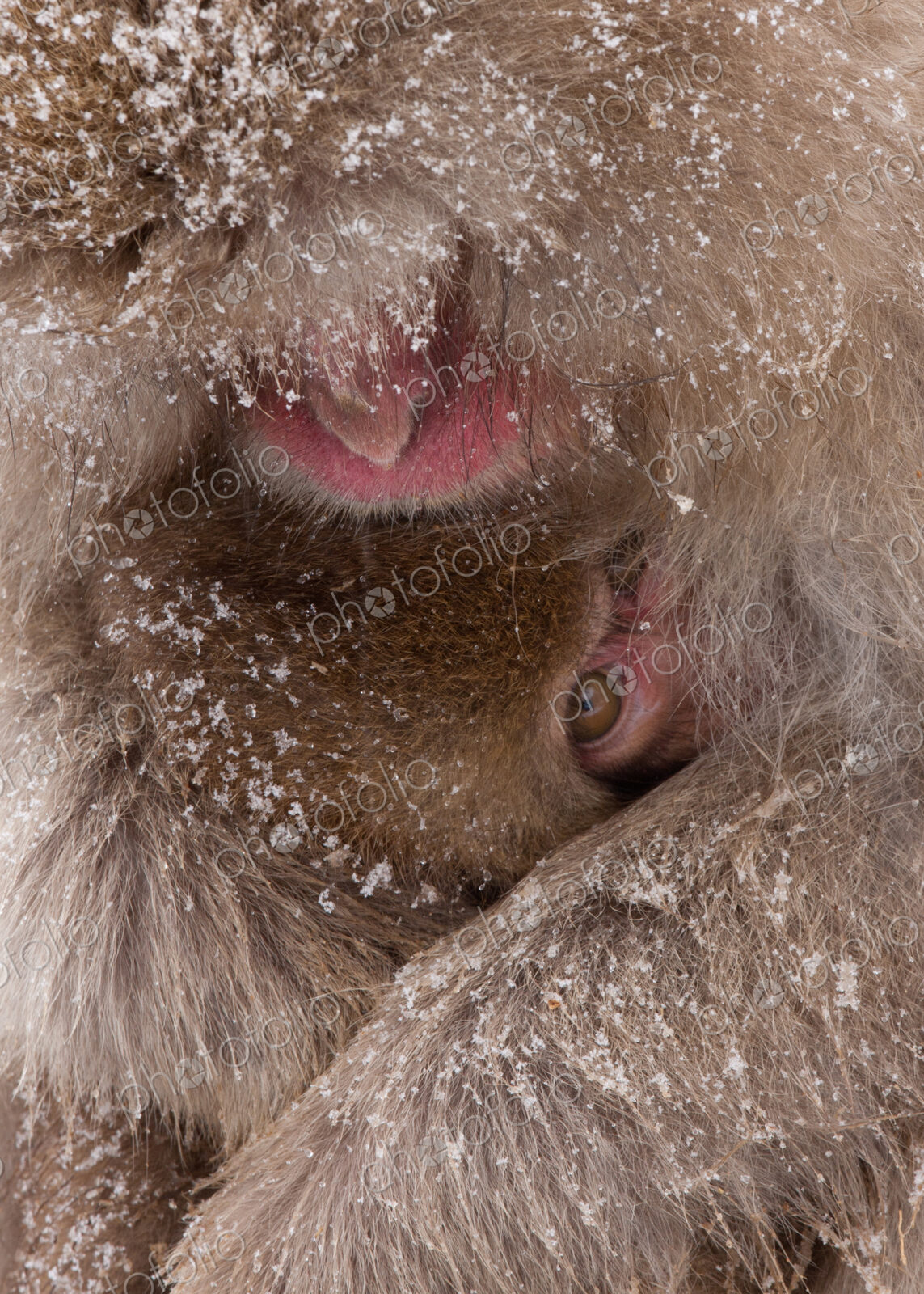 Japanese Macaques in the cold and snowo on Honshu island.