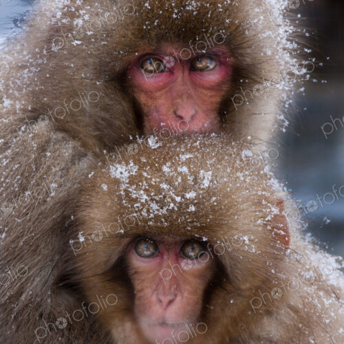 Japanese Macaques in the cold and snowo on Honshu island.