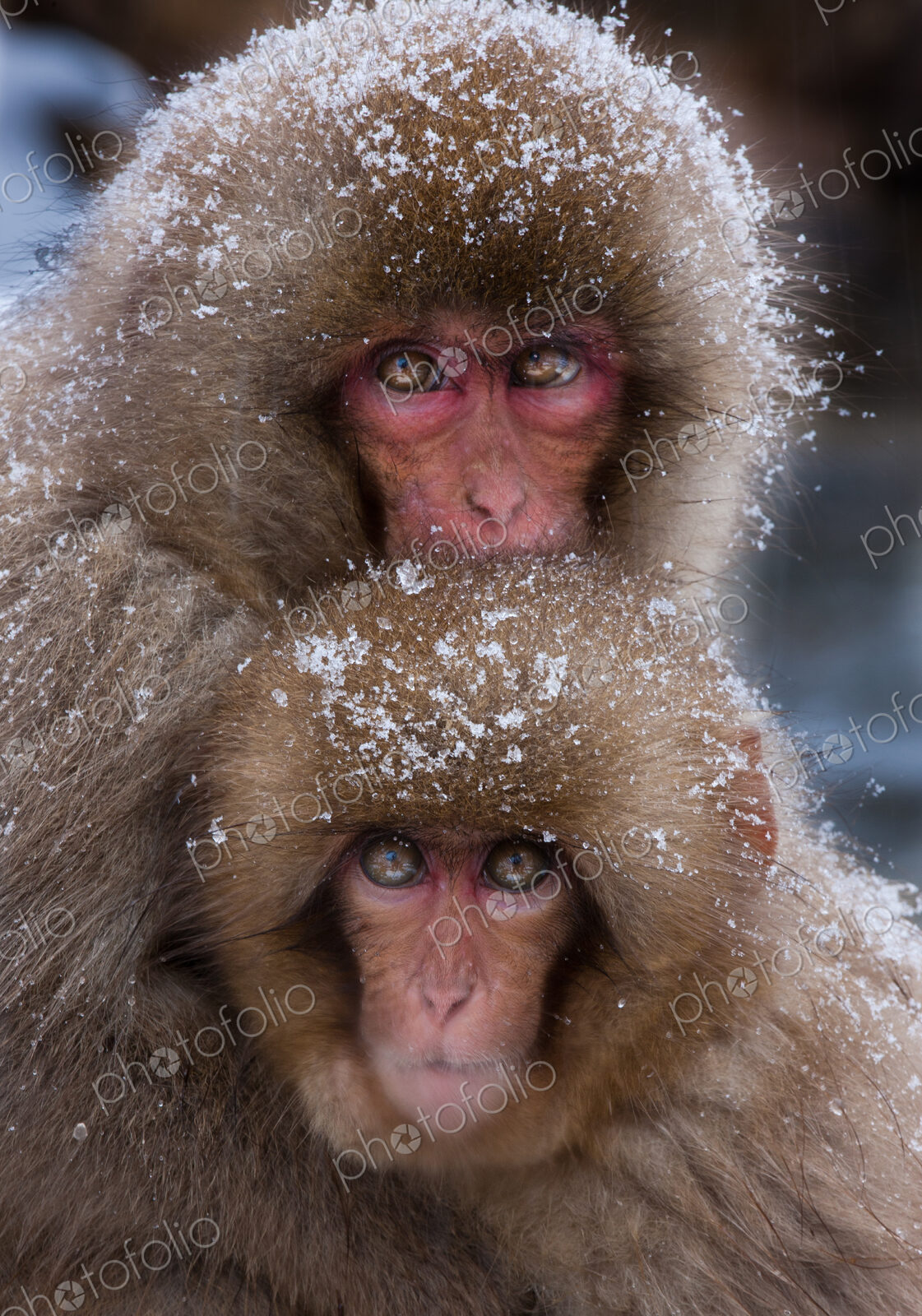 Japanese Macaques in the cold and snowo on Honshu island.