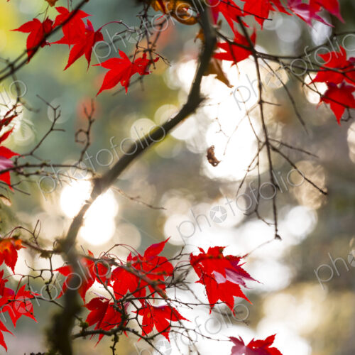 Japanese Maple Leaves, on branches, low angle view of the red autumn foliage of the…