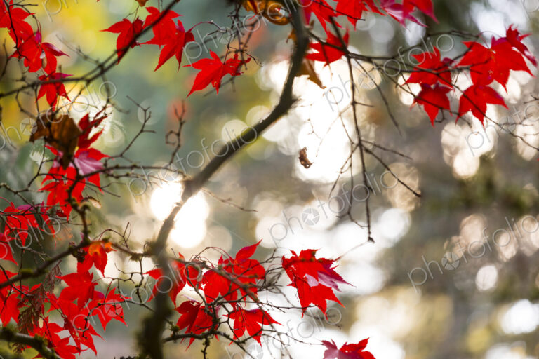 Japanese Maple Leaves, on branches, low angle view of the red autumn foliage of the…