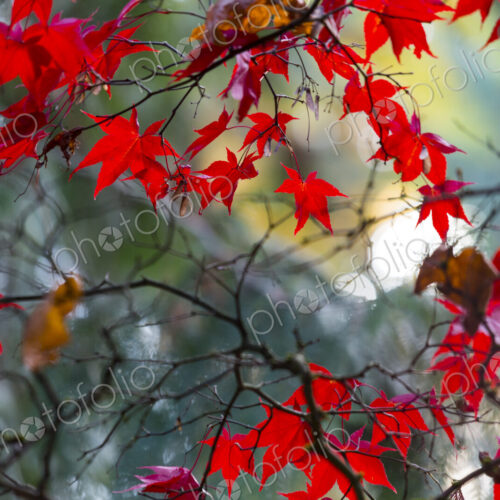 Japanese Maple Leaves, on branches, low angle view of the red autumn foliage of the… Japanese Maple Leaves, on branches, low angle view of the red autumn foliage of the…