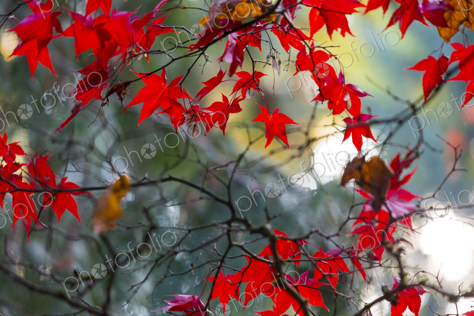 Japanese Maple Leaves, on branches, low angle view of the red autumn foliage of the…