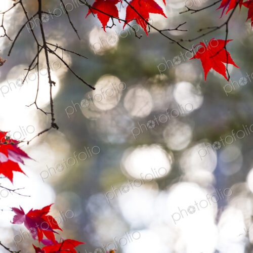 Japanese Maple Leaves, on branches, low angle view of the red autumn foliage of the… Japanese Maple Leaves, on branches, low angle view of the red autumn foliage of the…