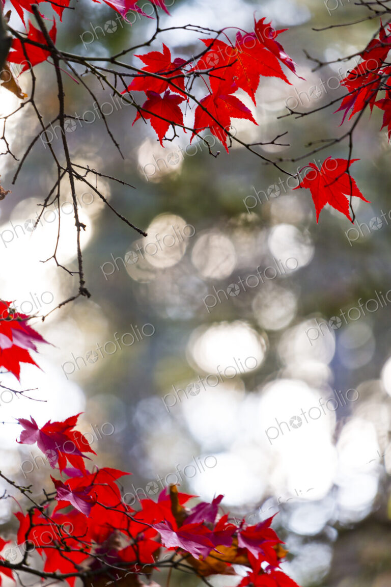 Japanese Maple Leaves, on branches, low angle view of the red autumn foliage of the…
