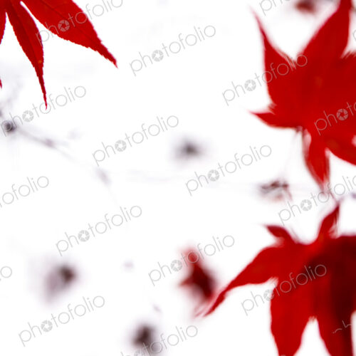 Japanese Maple leaves in Washington Park Arboretum, Seattle, WA, USA Japanese Maple leaves in Washington Park Arboretum, Seattle, WA, USA