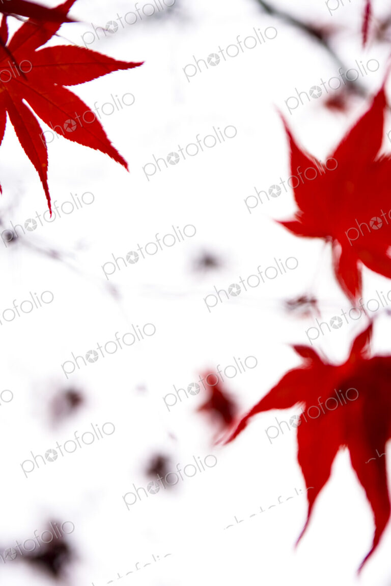 Japanese Maple leaves in Washington Park Arboretum, Seattle, WA, USA