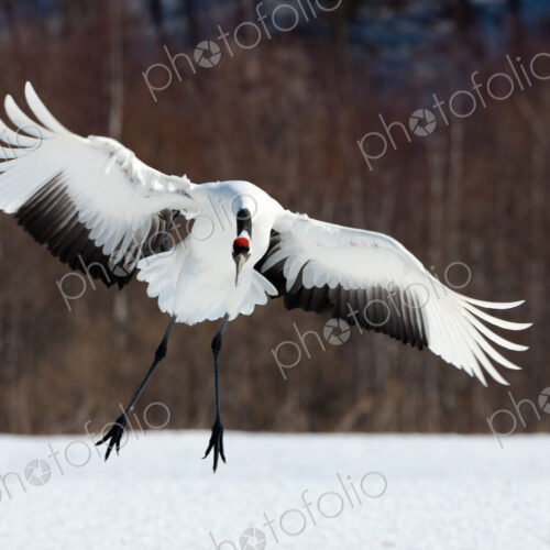 Japanese crane, Hokkaido, Japan Japanese crane, Hokkaido, Japan