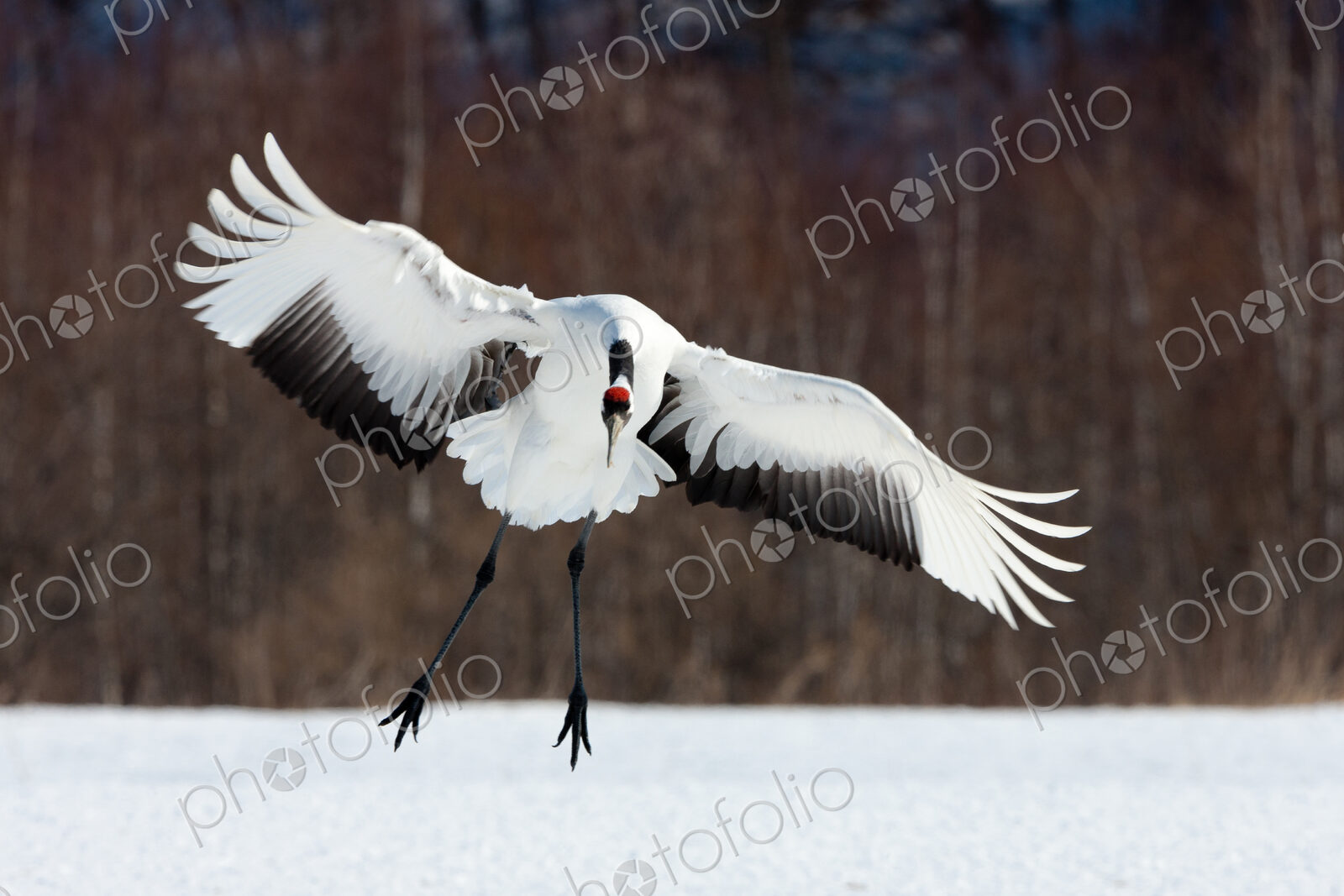 Japanese crane, Hokkaido, Japan