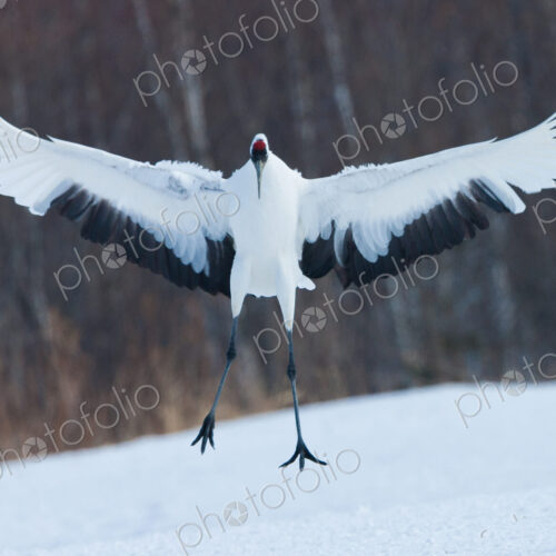 Japanese crane, Hokkaido, Japan Japanese crane, Hokkaido, Japan
