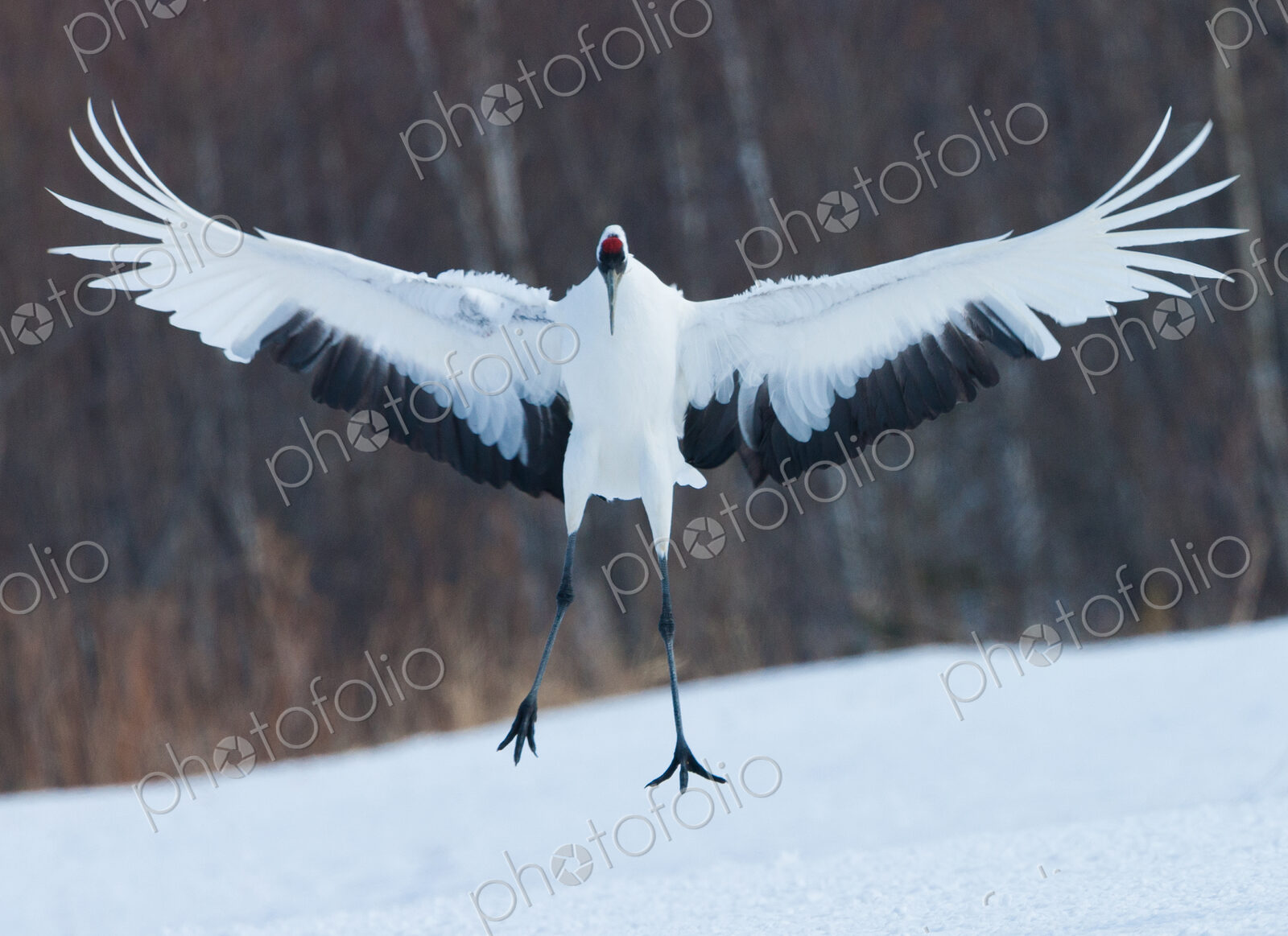 Japanese crane, Hokkaido, Japan