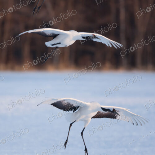 Japanese cranes, Hokkaido, Japan Japanese cranes, Hokkaido, Japan