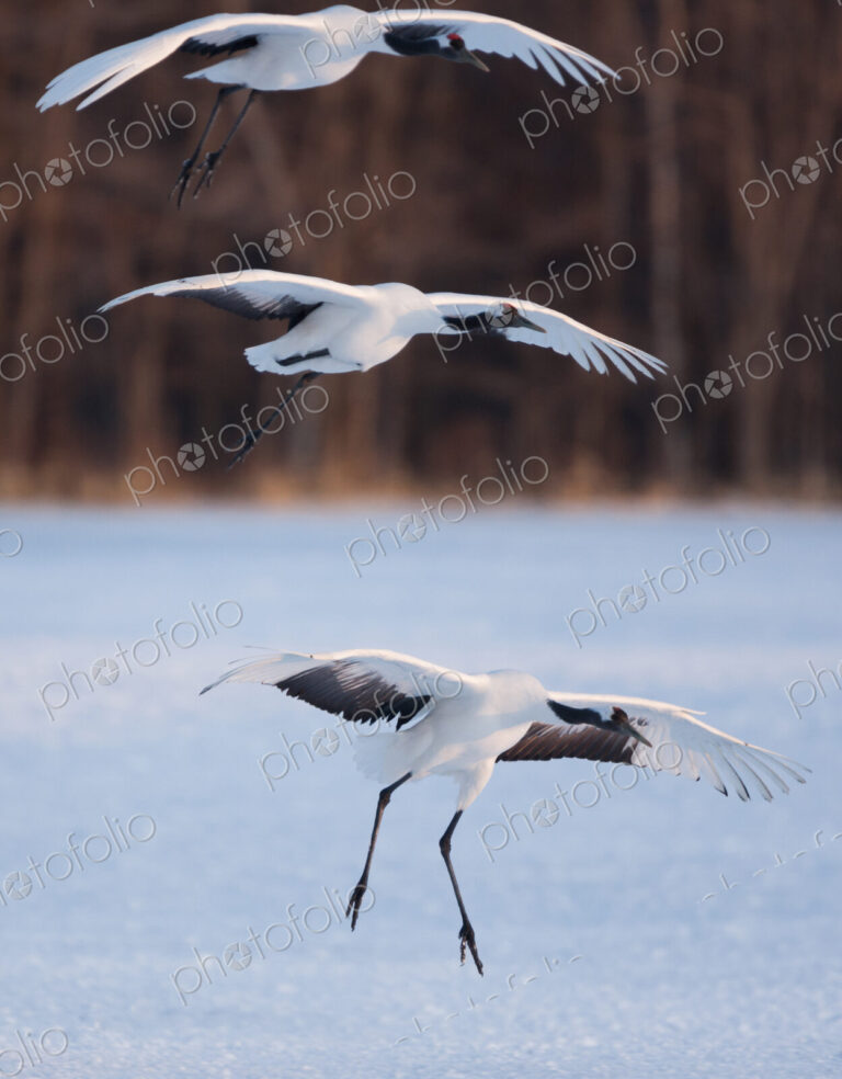 Japanese cranes, Hokkaido, Japan