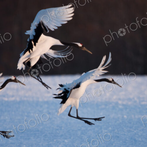 Japanese cranes, Hokkaido, Japan Japanese cranes, Hokkaido, Japan