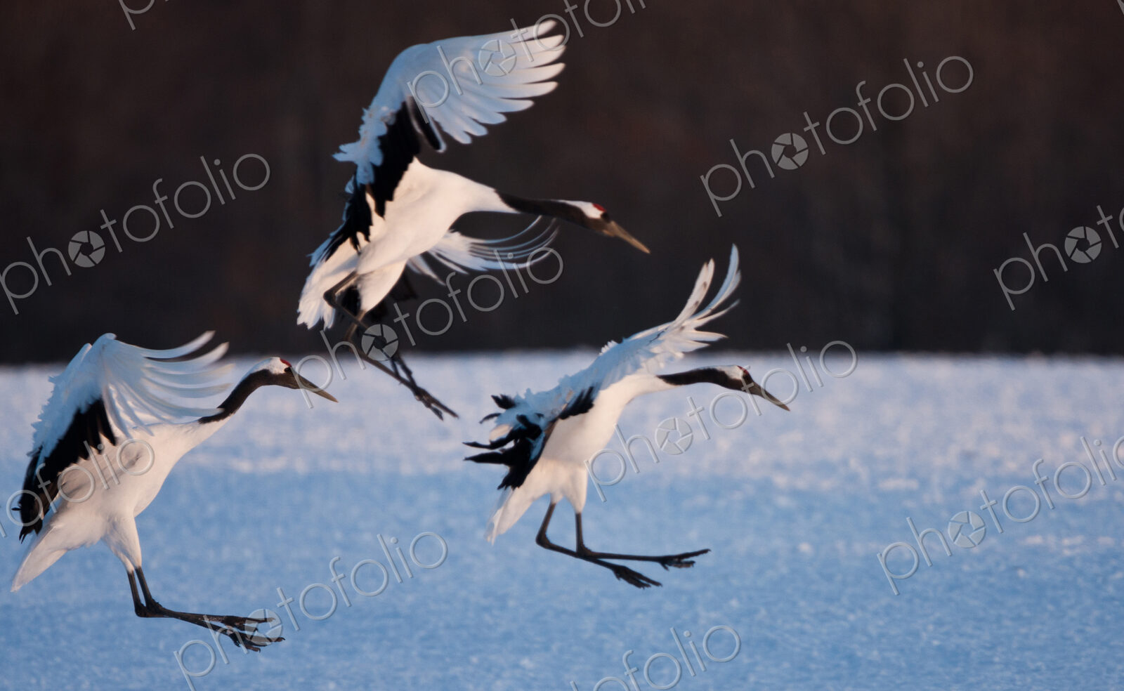 Japanese cranes, Hokkaido, Japan