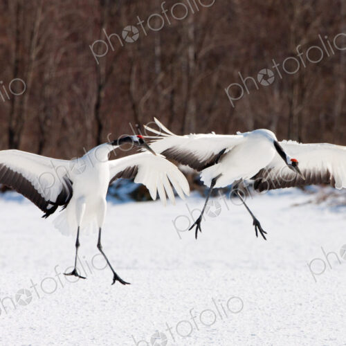 Japanese cranes, Hokkaido, Japan Japanese cranes, Hokkaido, Japan