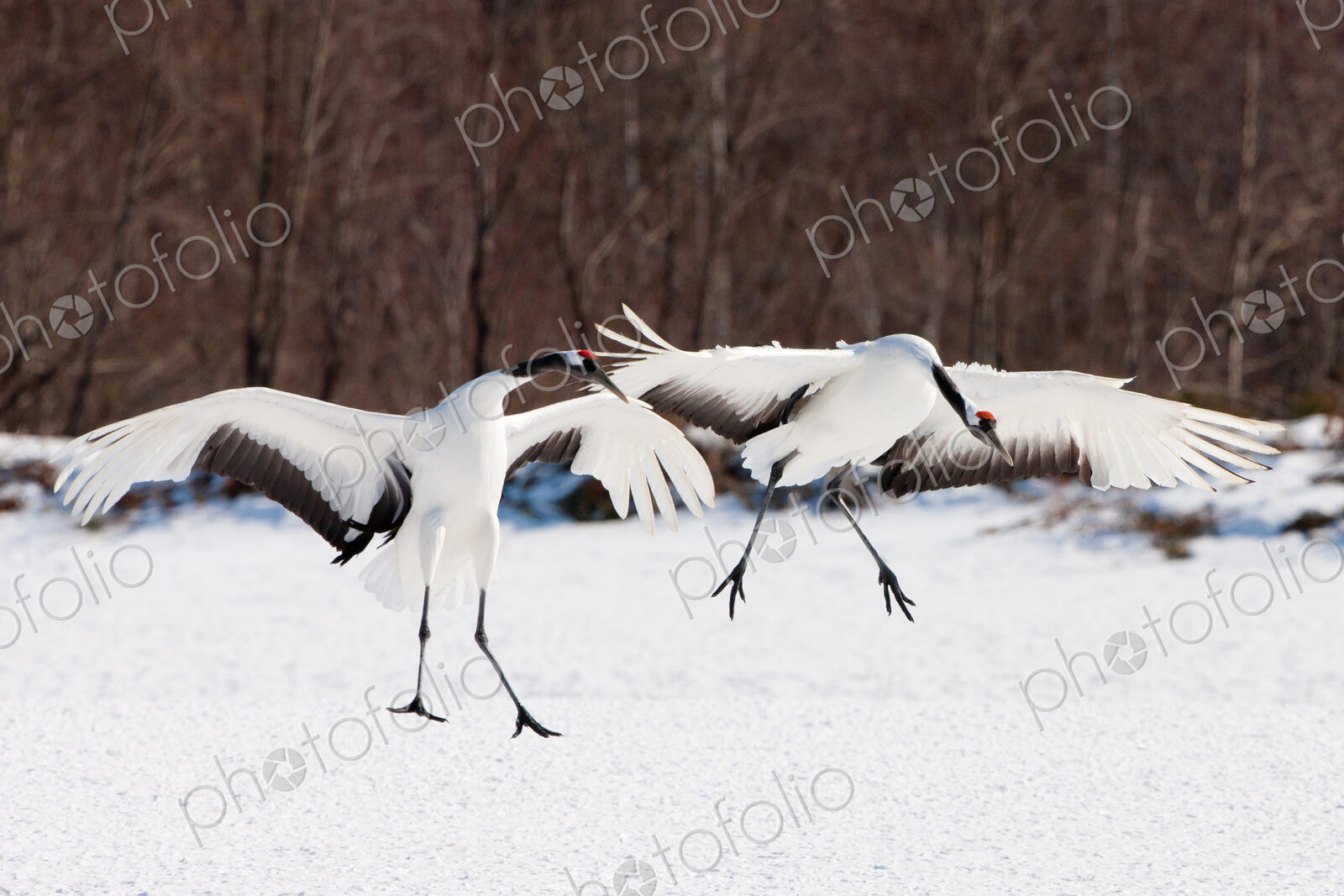 Japanese cranes, Hokkaido, Japan