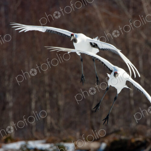 Japanese cranes, Hokkaido, Japan