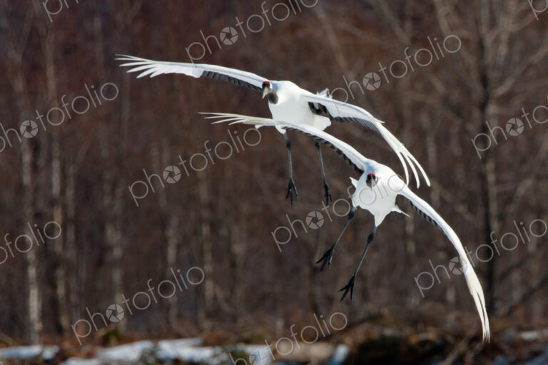 Japanese cranes, Hokkaido, Japan