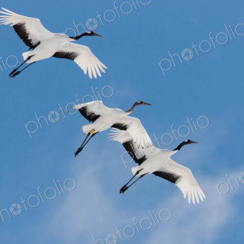 Japanese cranes, Hokkaido, Japan