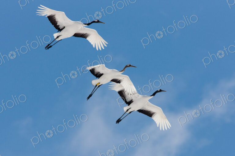 Japanese cranes, Hokkaido, Japan