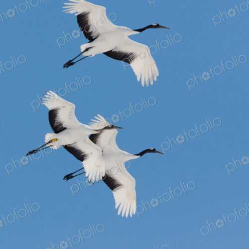 Japanese cranes, Hokkaido, Japan Japanese cranes, Hokkaido, Japan