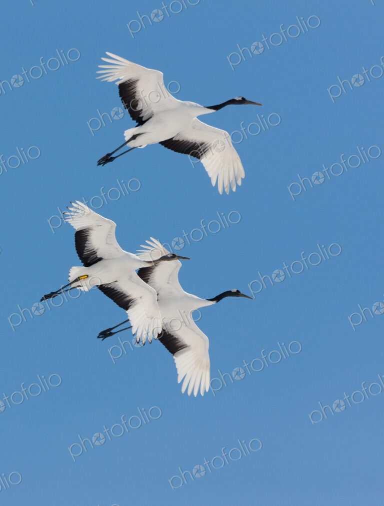 Japanese cranes, Hokkaido, Japan
