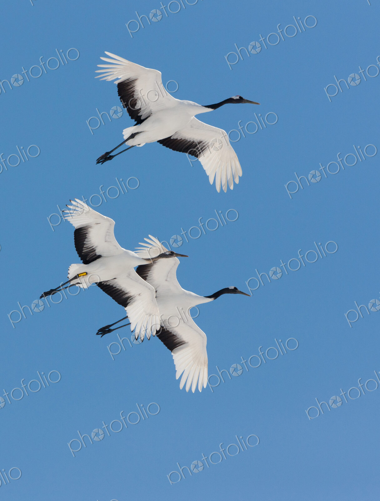 Japanese cranes, Hokkaido, Japan