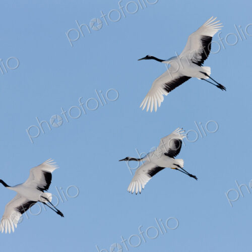 Japanese cranes, Hokkaido, Japan