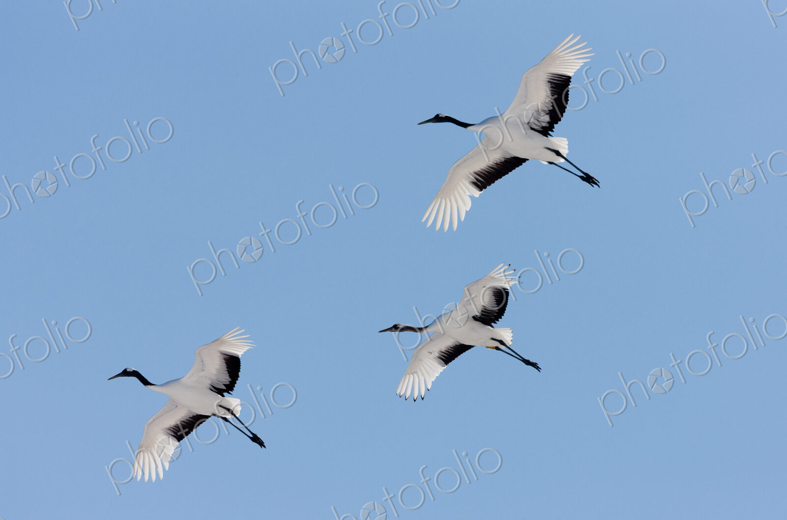Japanese cranes, Hokkaido, Japan