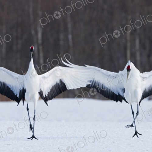 Japanese cranes upright, spreading their wings and preening on a frozen lake in… Japanese cranes upright, spreading their wings and preening on a frozen lake in…