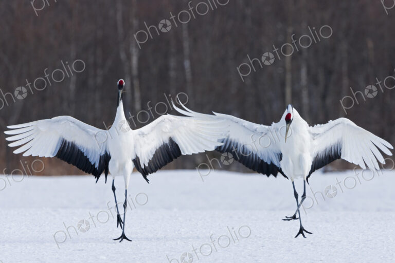 Japanese cranes upright, spreading their wings and preening on a frozen lake in…