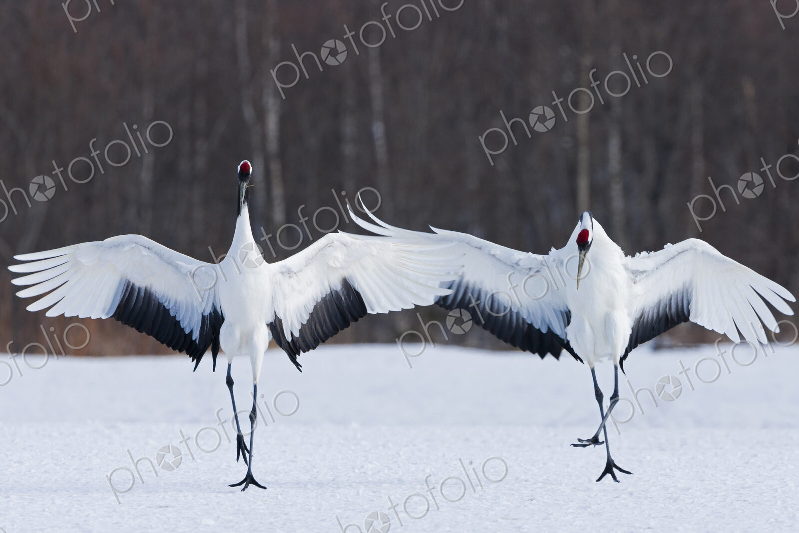 Japanese cranes upright, spreading their wings and preening on a frozen lake in…