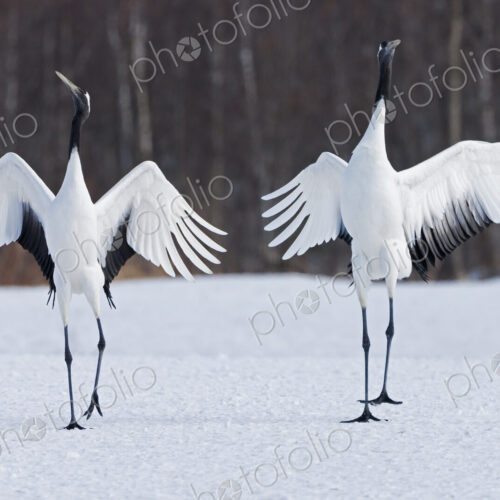 Japanese cranes upright, spreading their wings and preening on a frozen lake in… Japanese cranes upright, spreading their wings and preening on a frozen lake in…