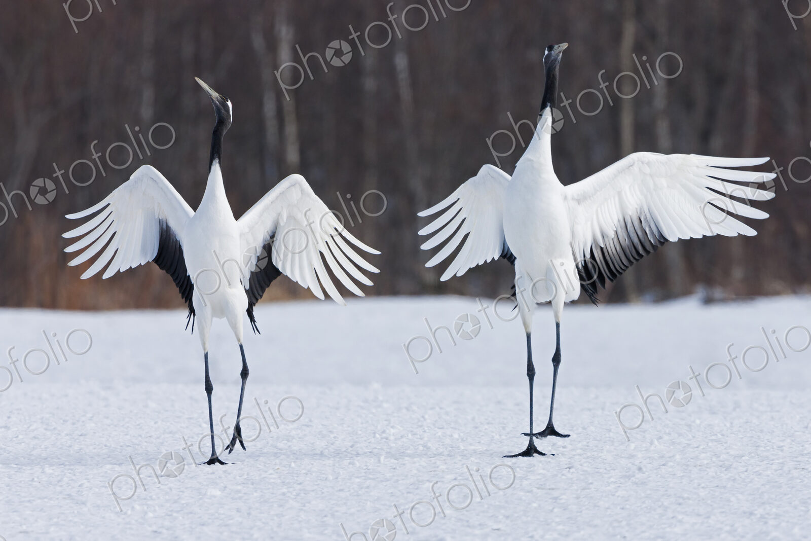 Japanese cranes upright, spreading their wings and preening on a frozen lake in…
