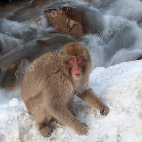 Japanese macaque, Honshu Island, Japan