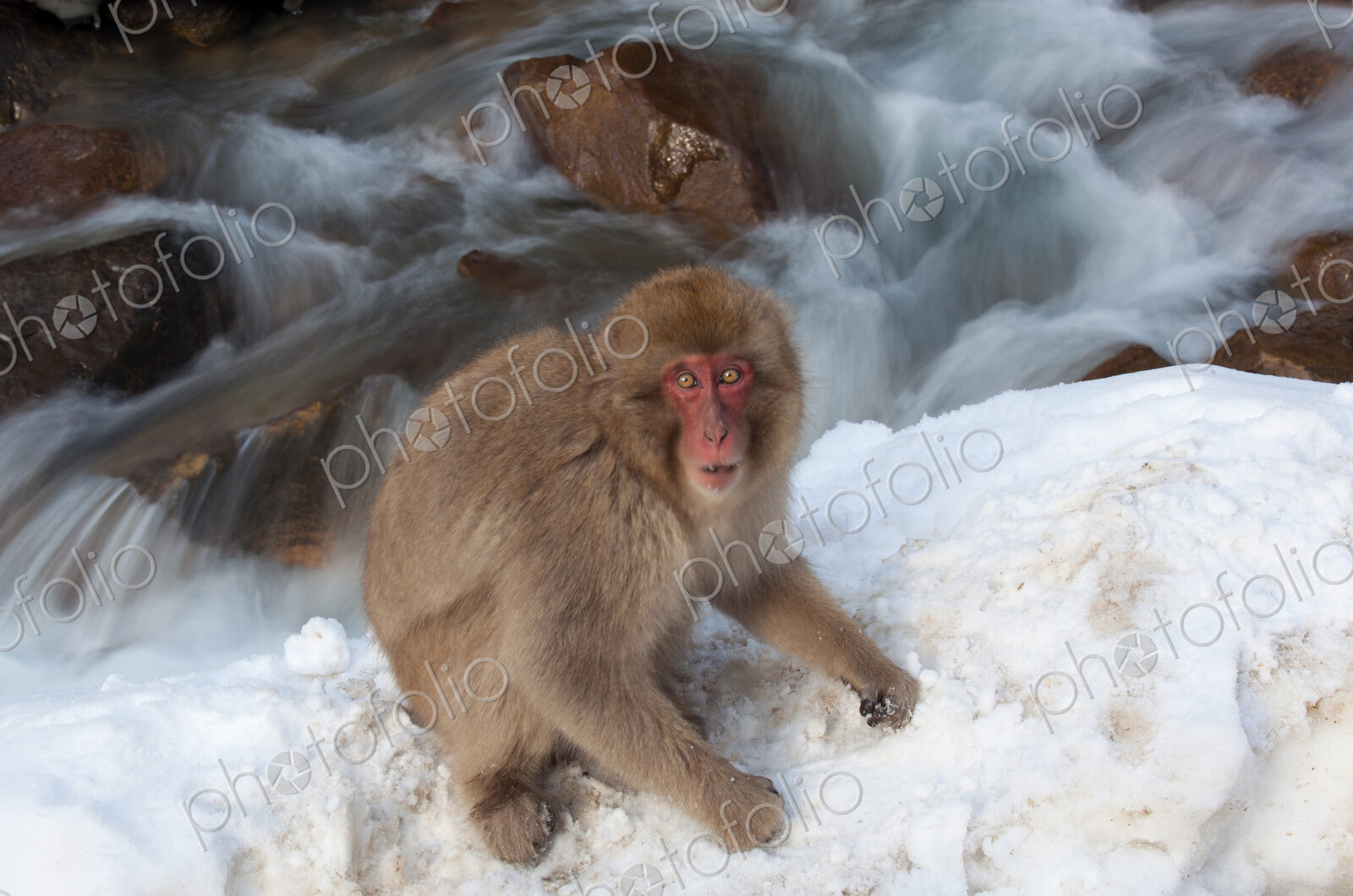 Japanese macaque, Honshu Island, Japan