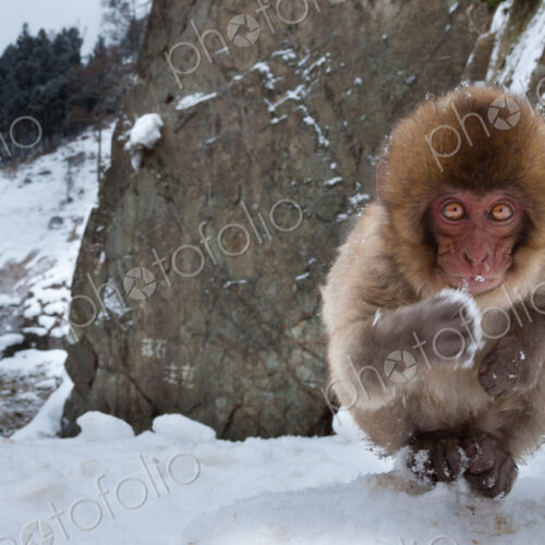 Japanese macaque, Honshu Island, Japan