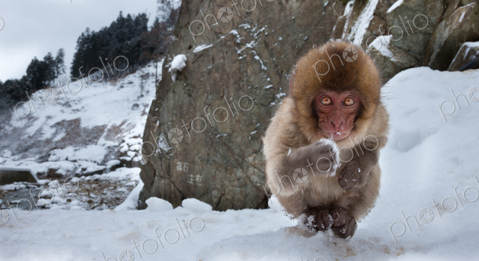 Japanese macaque, Honshu Island, Japan