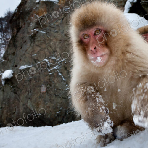 Japanese macaques, Honshu Island, Japan