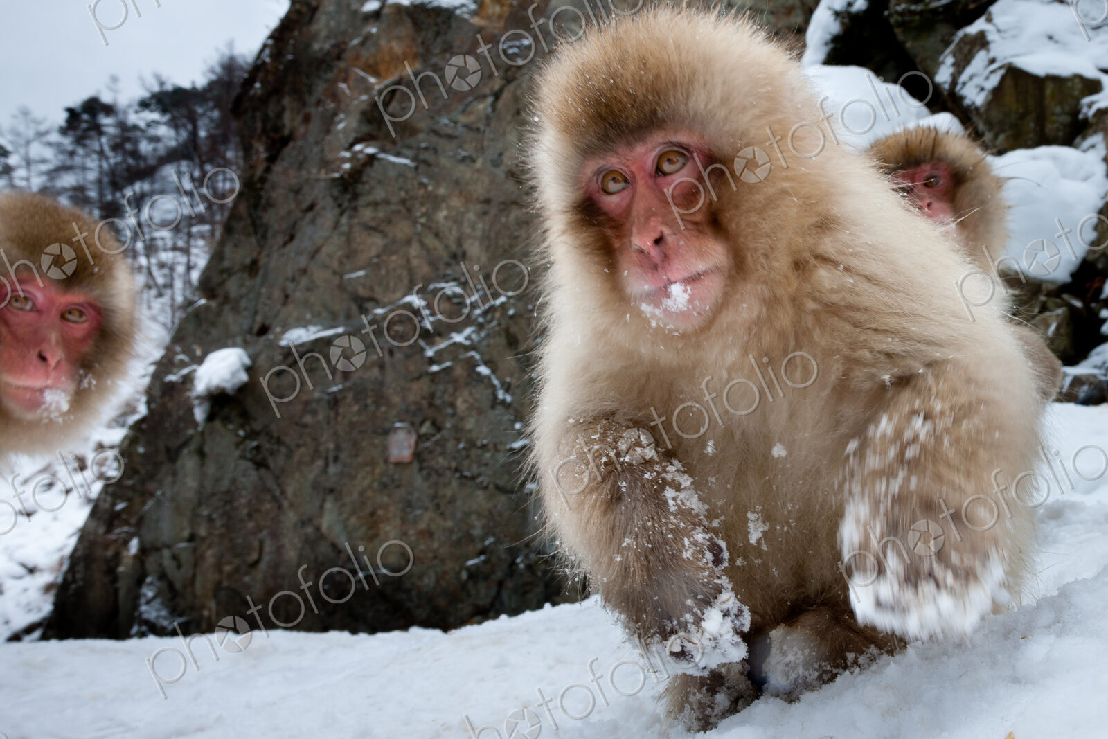 Japanese macaques, Honshu Island, Japan