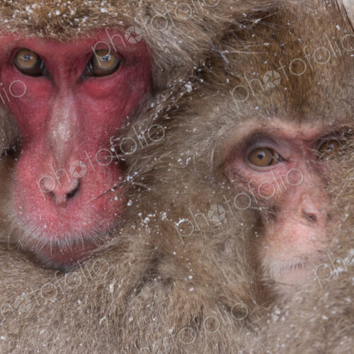 Japanese macaques, Honshu Island, Japan