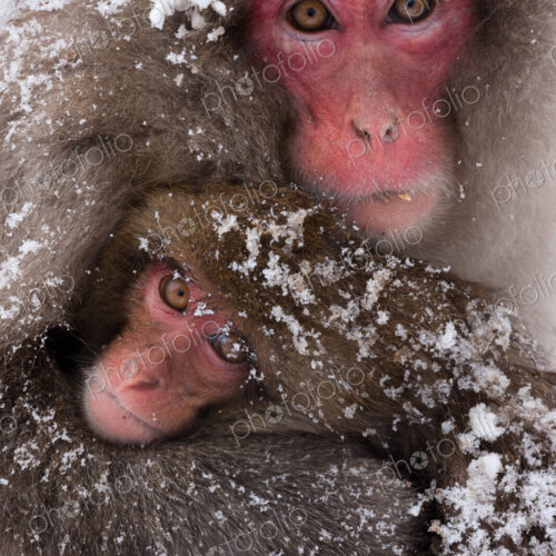 Japanese macaques, Honshu Island, Japan