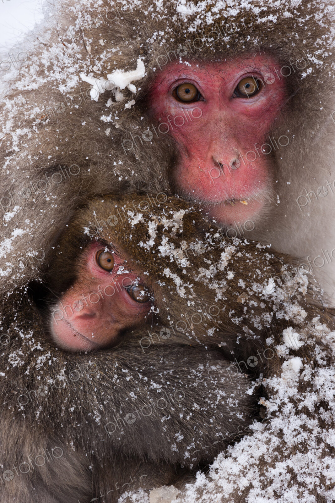 Japanese macaques, Honshu Island, Japan