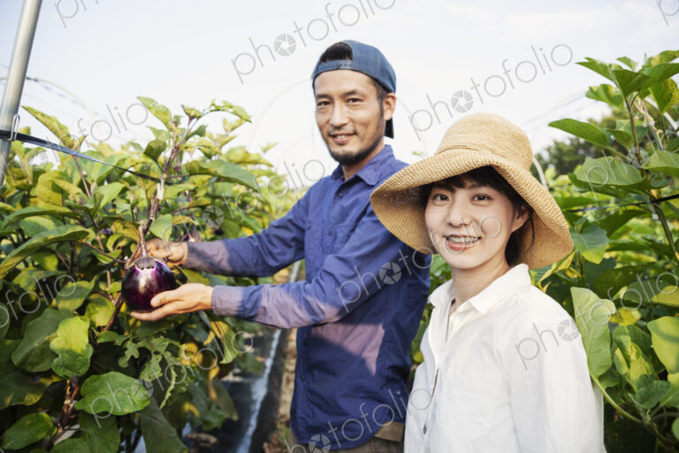 Japanese man wearing cap and woman wearing hat standing in vegetable field, picking…