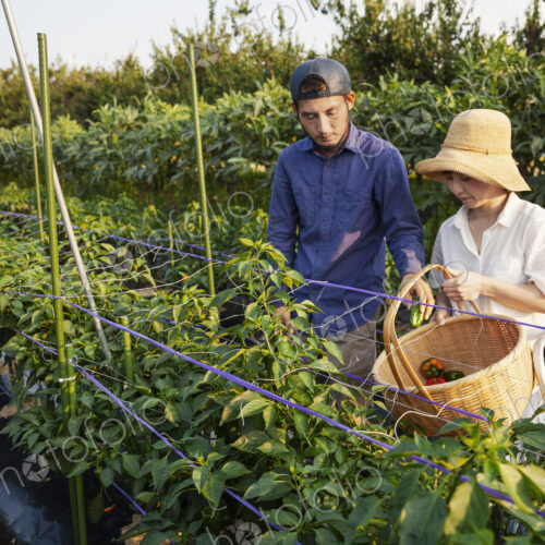 Japanese man wearing cap and woman wearing hat standing in vegetable field, picking… Japanese man wearing cap and woman wearing hat standing in vegetable field, picking…