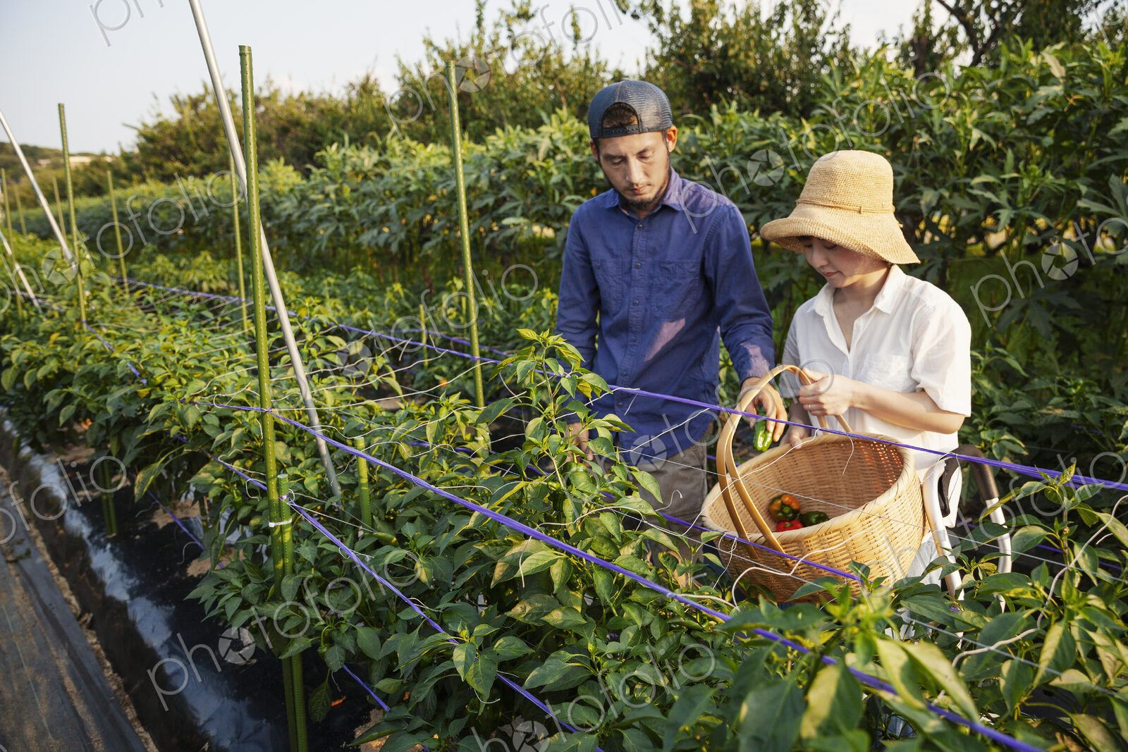 Japanese man wearing cap and woman wearing hat standing in vegetable field, picking…