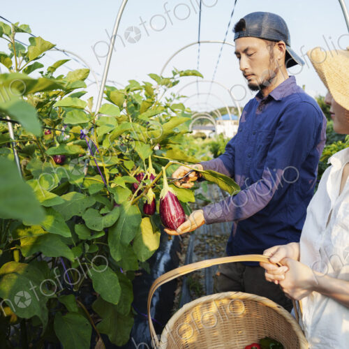Japanese man wearing cap and woman wearing hat standing in vegetable field, picking… Japanese man wearing cap and woman wearing hat standing in vegetable field, picking…