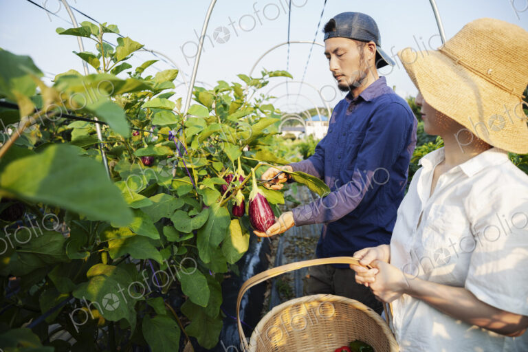 Japanese man wearing cap and woman wearing hat standing in vegetable field, picking…
